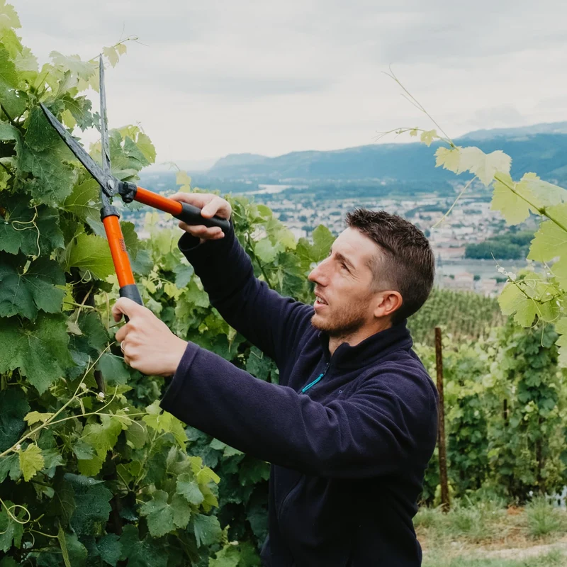 Crozes-Hermitage 2022 (Magnum : 1,5L)