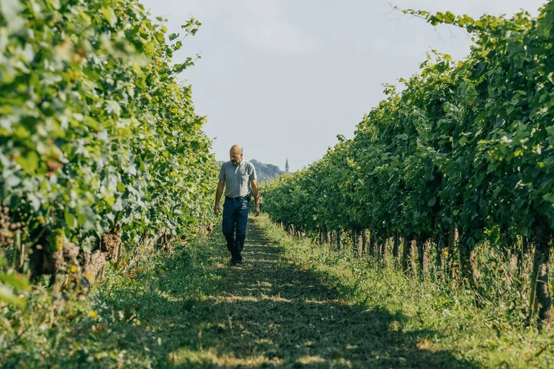 Côte de Nuits-Villages rouge 2023