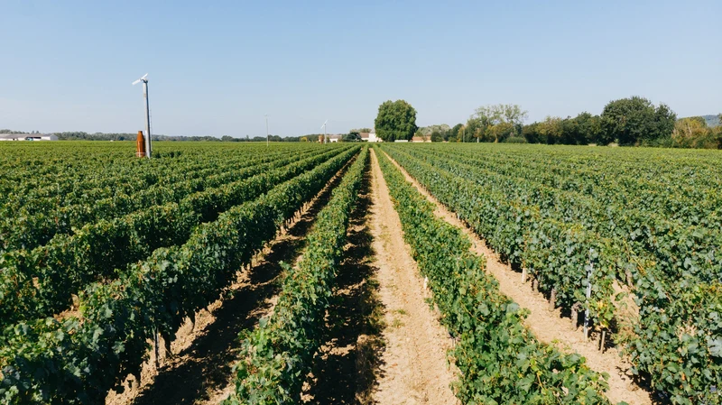 Chinon blanc 2025