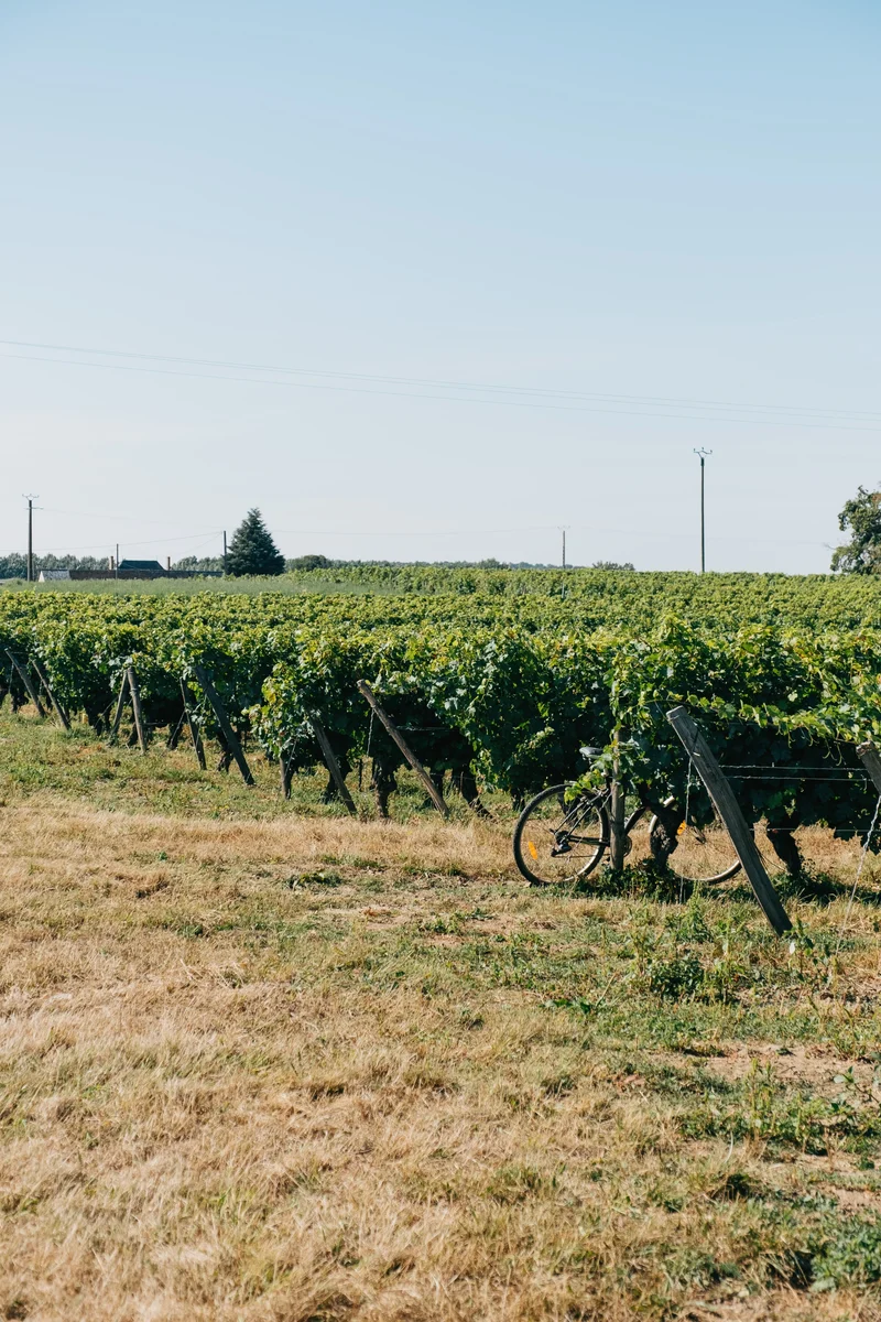 Chinon blanc 2025