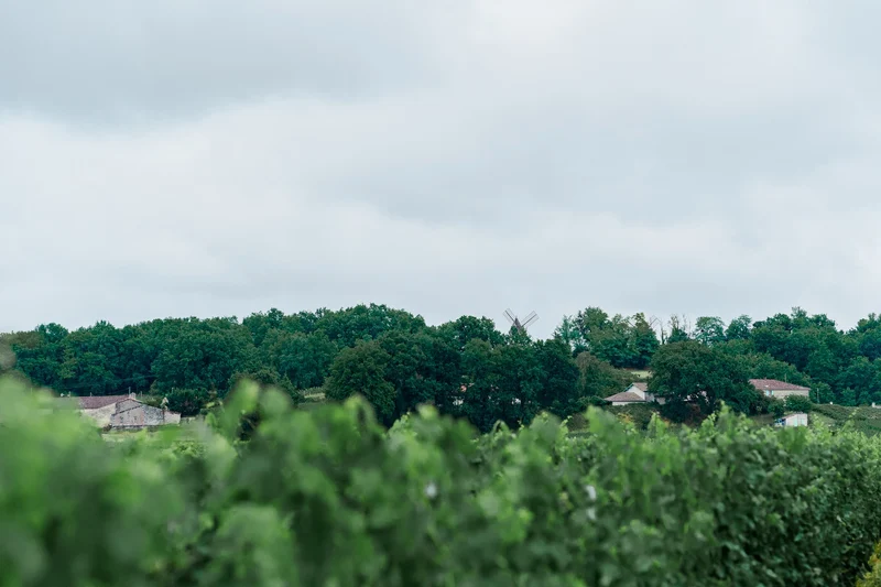 Montagne-Saint-Emilion "Renaissance" 2023
