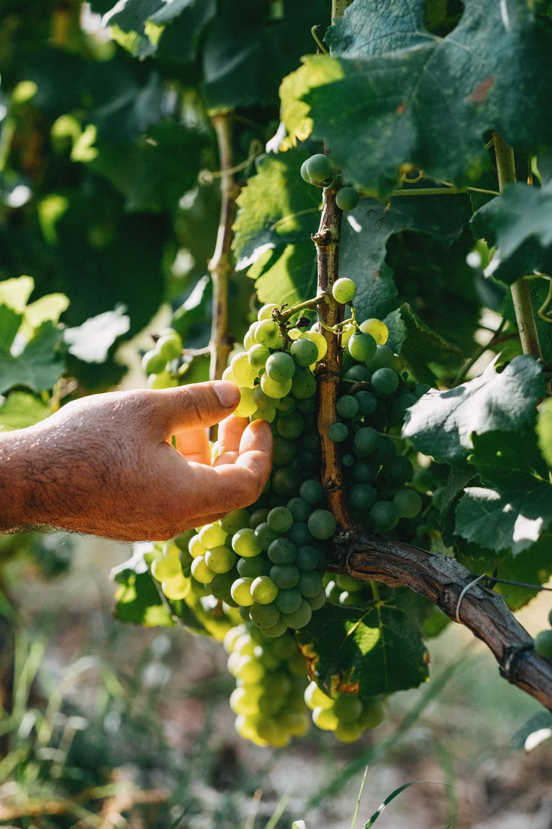 Pessac-Léognan blanc 2023