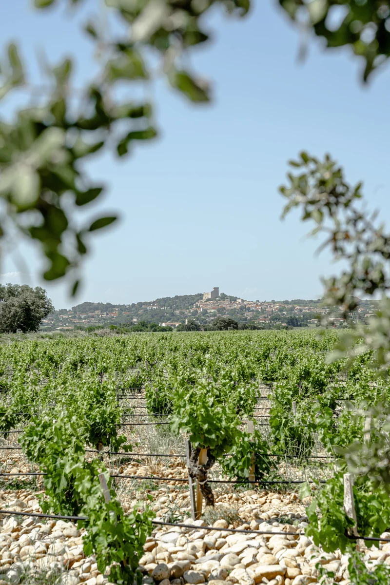 Châteauneuf-du-Pape "Clos du Roi" 2021