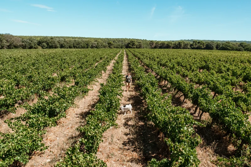 Coteaux d'Aix-en-Provence rouge "La Griffe" 2024