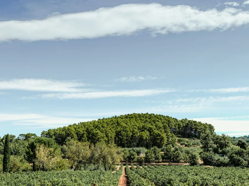 Côtes-de-Provence 2025