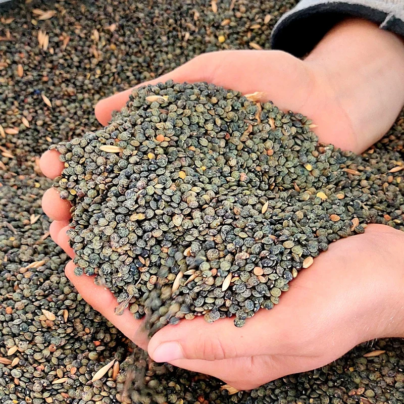 Lentilles Vertes Bio - 1kg - Ferme de Hyars - Agriculture Biologique