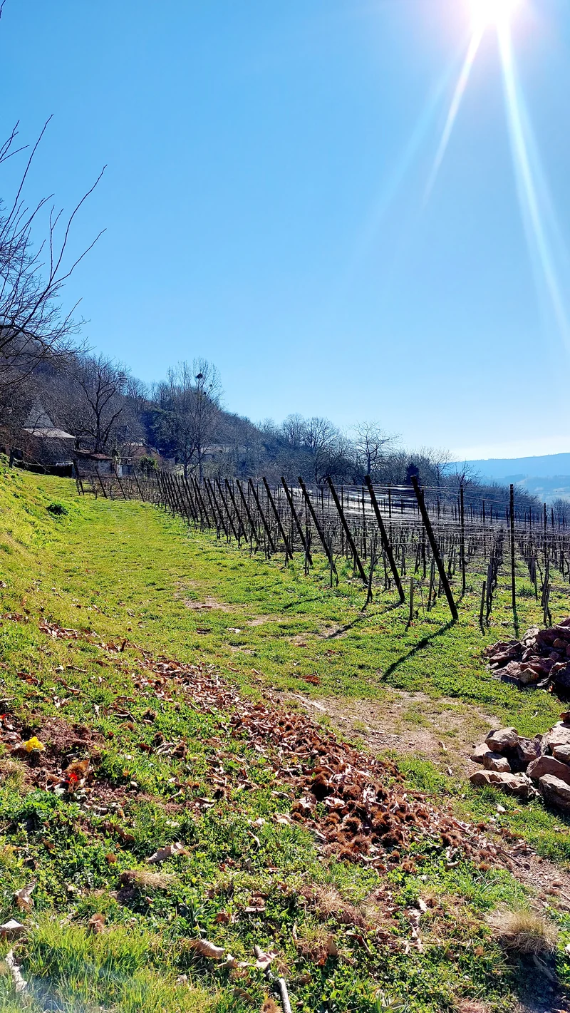 Vin blanc sec bio "Cuvée de la Grange" – Domaine de Moncles75 cl