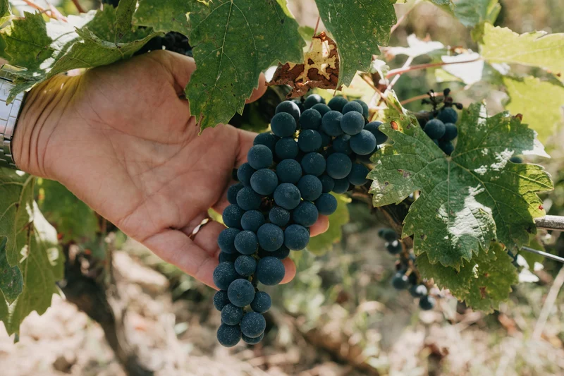 Saint-Emilion Grand Cru La Grezolle 2021