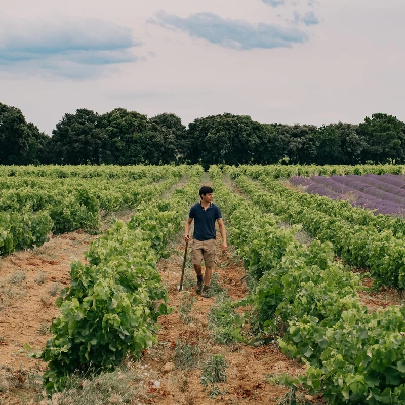 La Syrah 2024