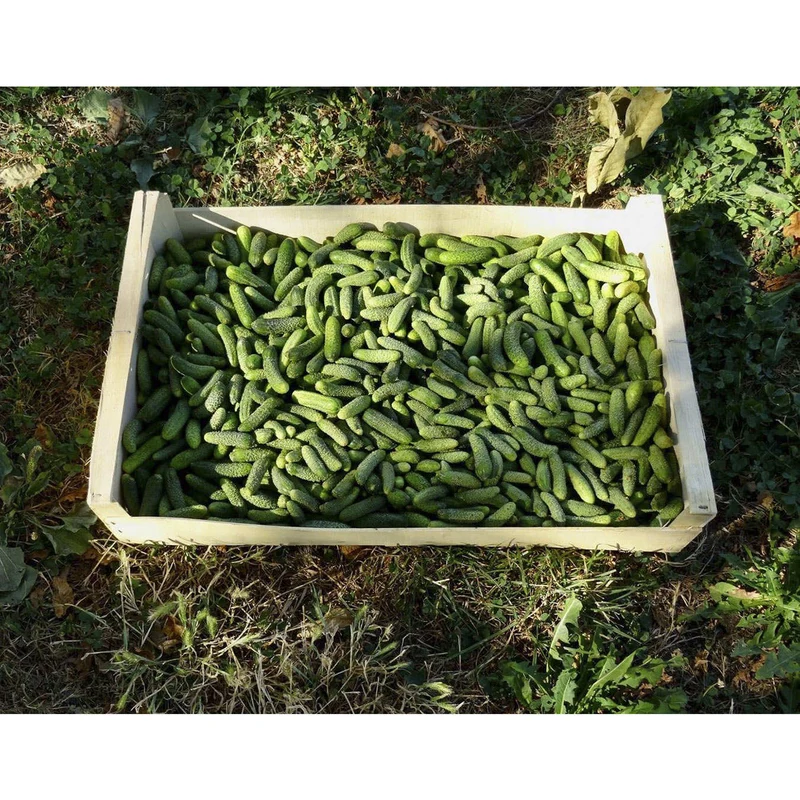 Cornichons bio du cantal 350g