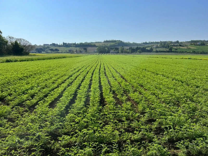 Farine de pois chiches 500gr