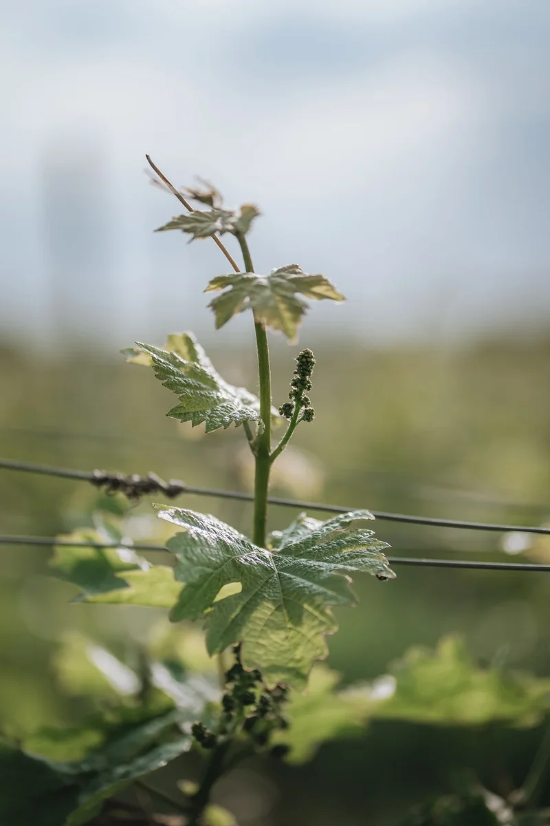 Vin blanc Reverse Sauvignon blanc NETT sans alcool 0,5%