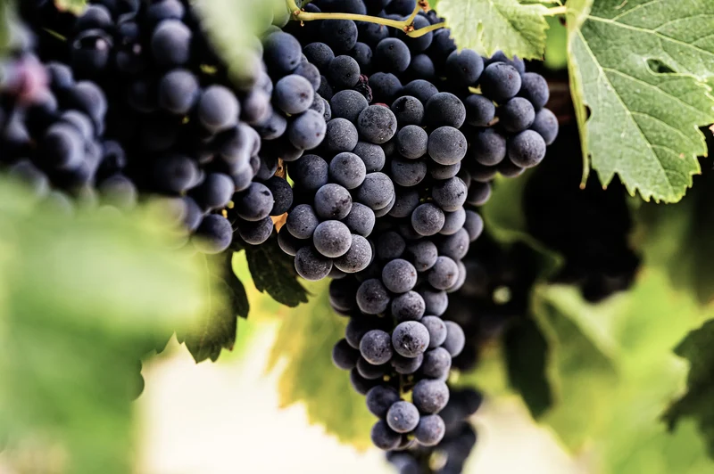 Vin blanc Sauv'Terre sans alcool 0,0%