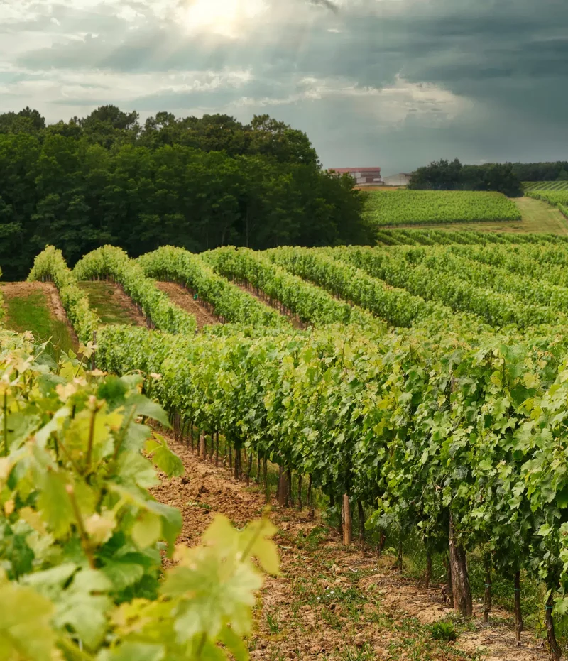 Vin rouge Sauv'Terre sans alcool 0,0%