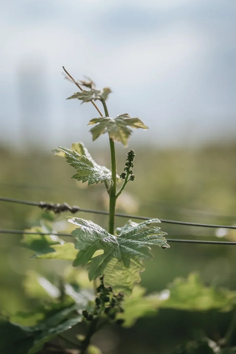 Vin blanc Breakaway Gewurztraminer NETT sans alcool 0,5%