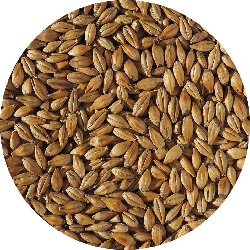 CRISP CARA GOLD 15 EBC