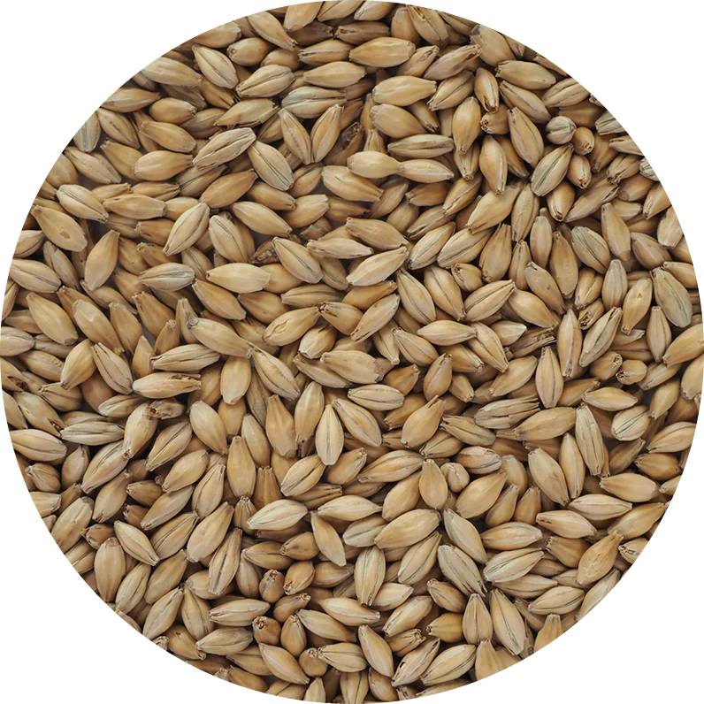 CRISP HANÁ 2-4 EBC